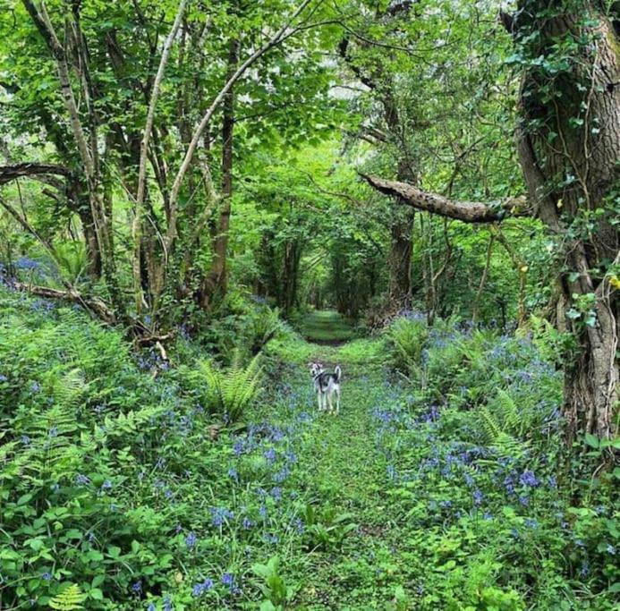 Secluded Woodland Annex Between Mylor And Flushing Apartment